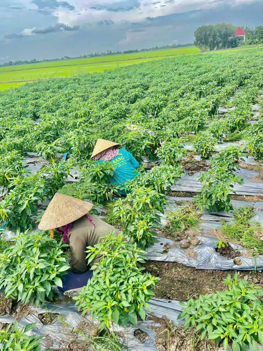 CÔNG TY TNHH THỰC PHẨM HAPPY FARM